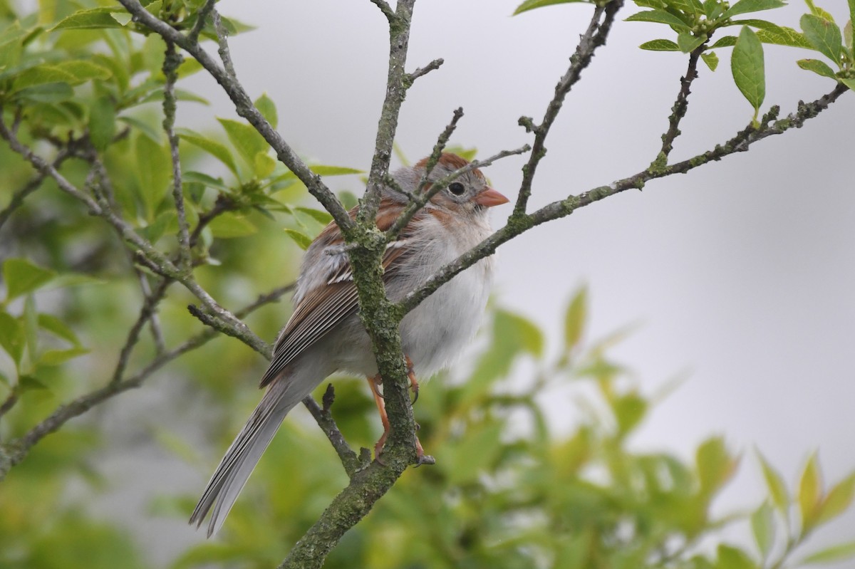 Field Sparrow - ML448146041