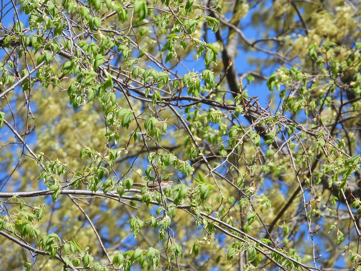 White-throated Sparrow - Chad Wilson