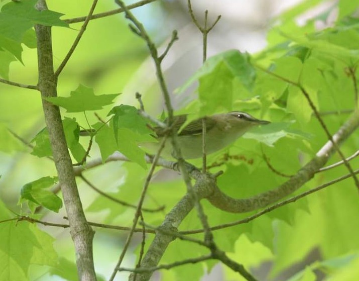 Red-eyed Vireo - ML448151181