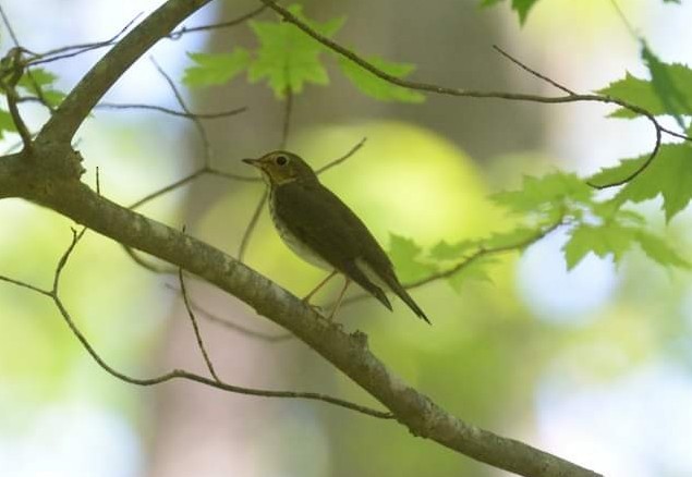 Swainson's Thrush - ML448151381