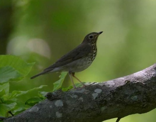 Swainson's Thrush - ML448151391