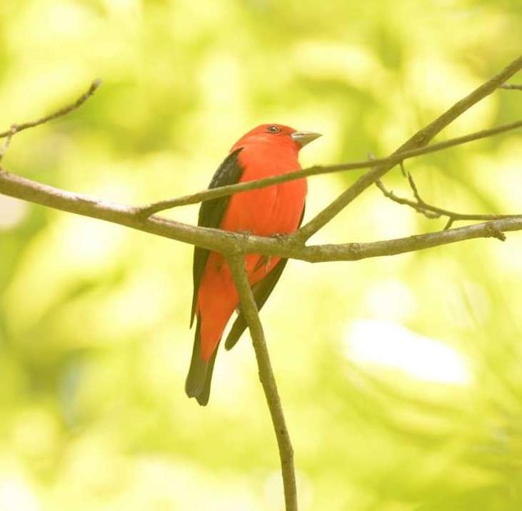 Scarlet Tanager - Daniel DeLapp