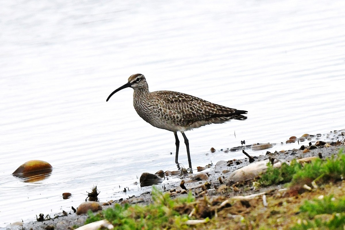 Whimbrel - Chris Rees
