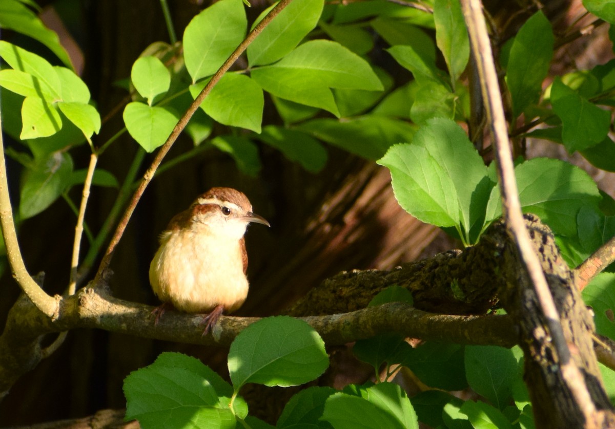 Carolina Wren - ML448154071