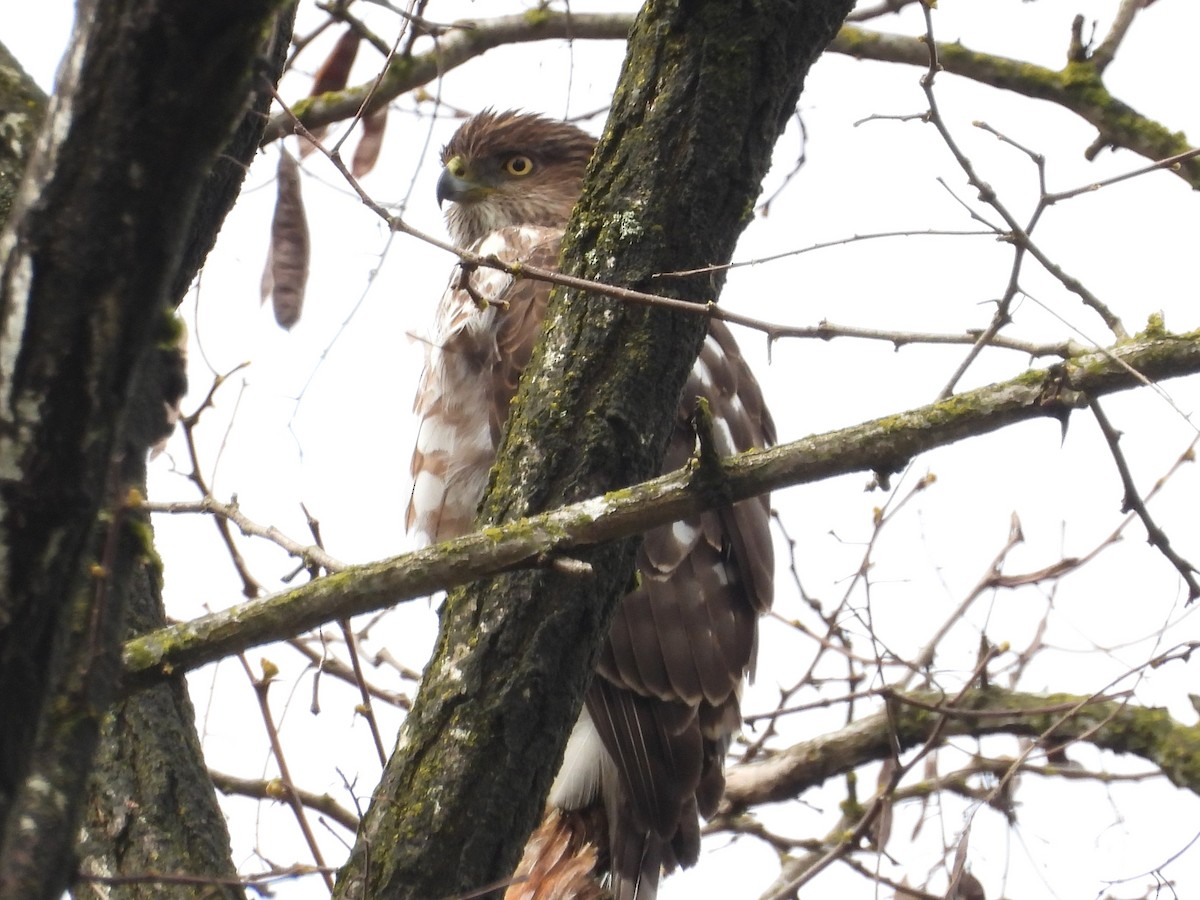 Cooper's Hawk - ML448154441