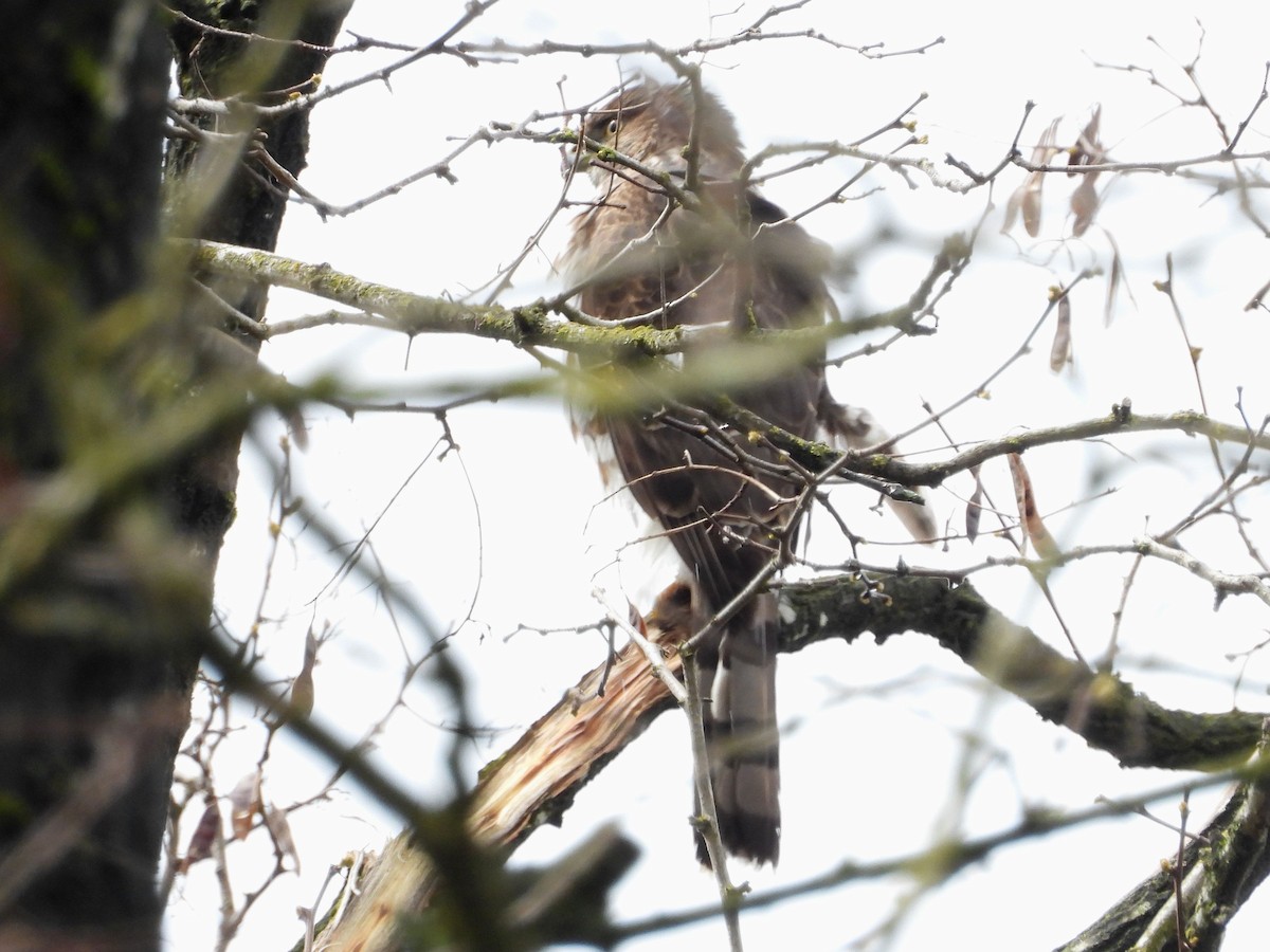 Cooper's Hawk - ML448154451