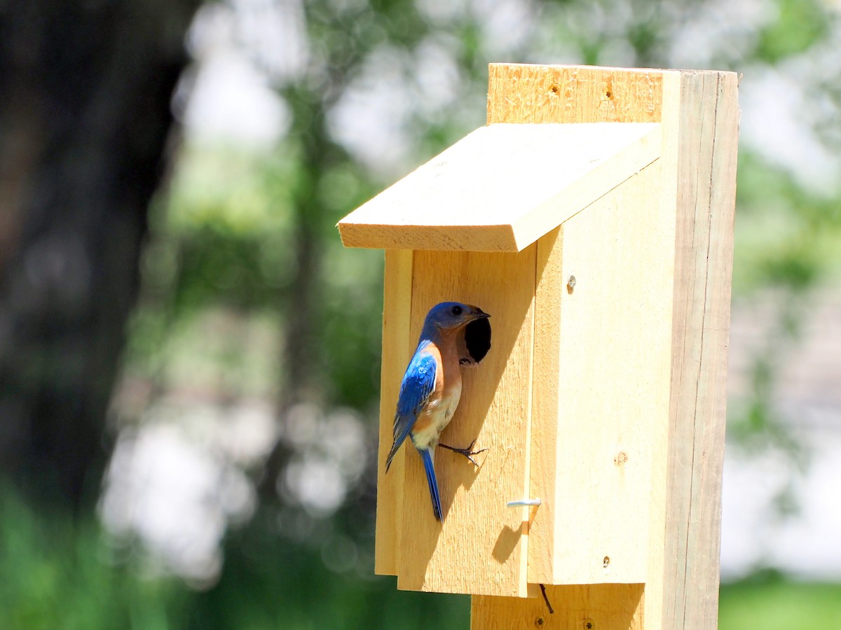 Eastern Bluebird - ML448154491