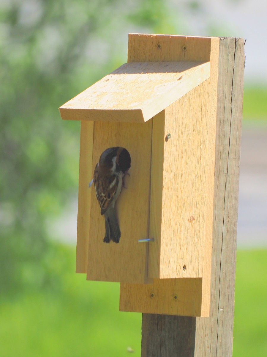 House Sparrow - ML448154601