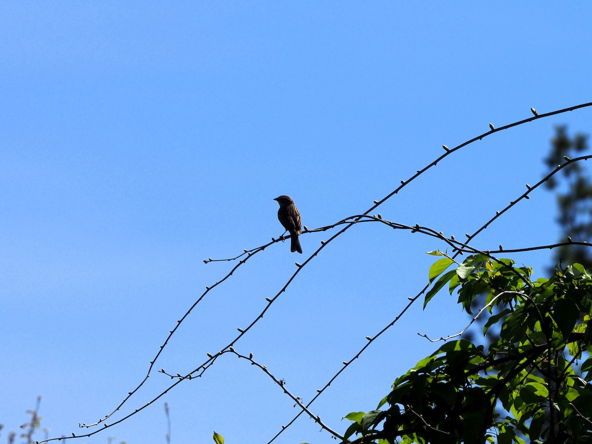 Chipping Sparrow - ML448154661