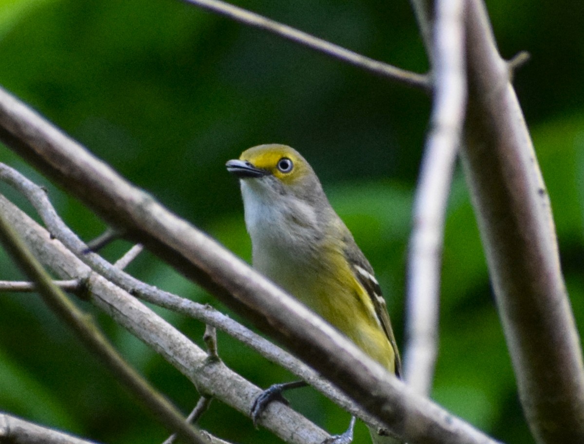 White-eyed Vireo - ML448155661