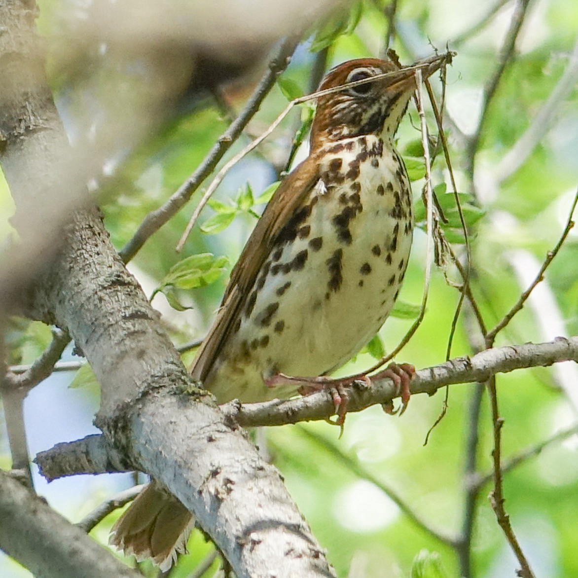 Wood Thrush - ML448158021
