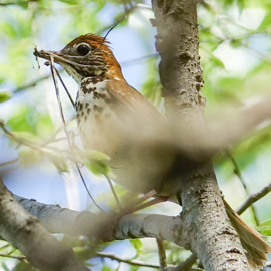 Wood Thrush - ML448158031