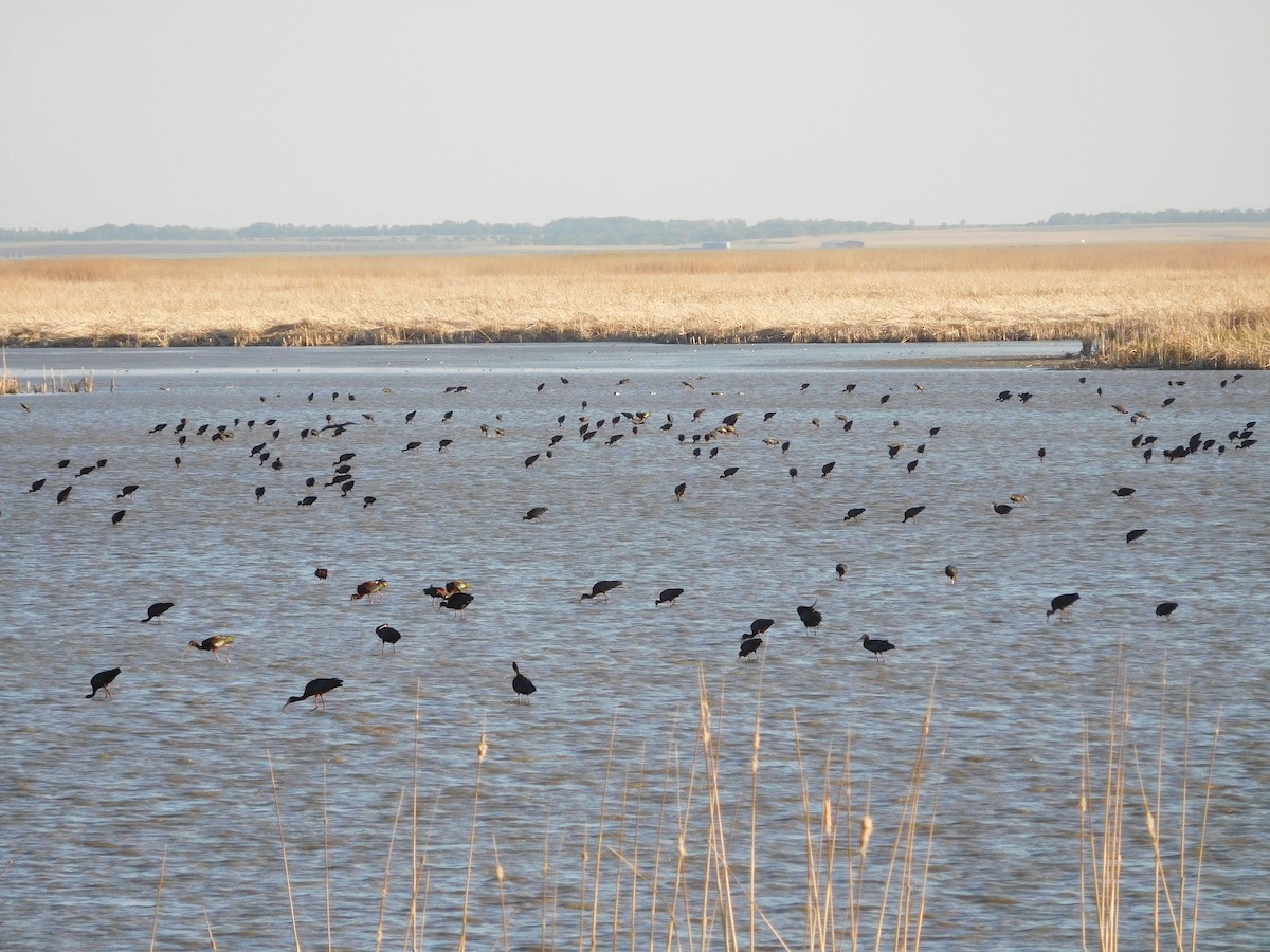 White-faced Ibis - ML448160701