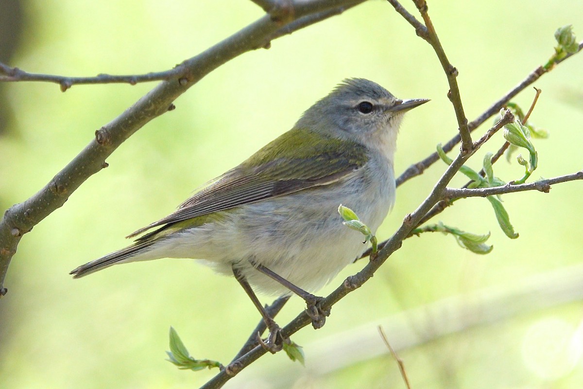Tennessee Warbler - ML448160821