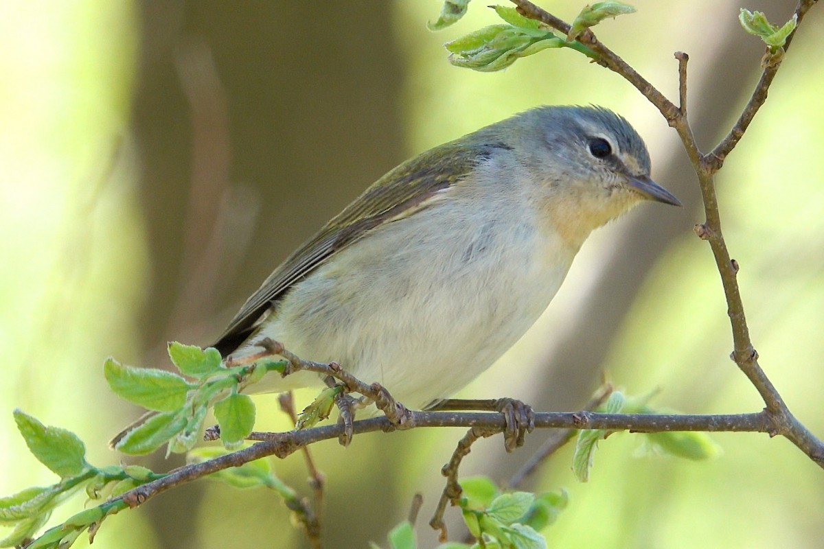 Tennessee Warbler - ML448160831