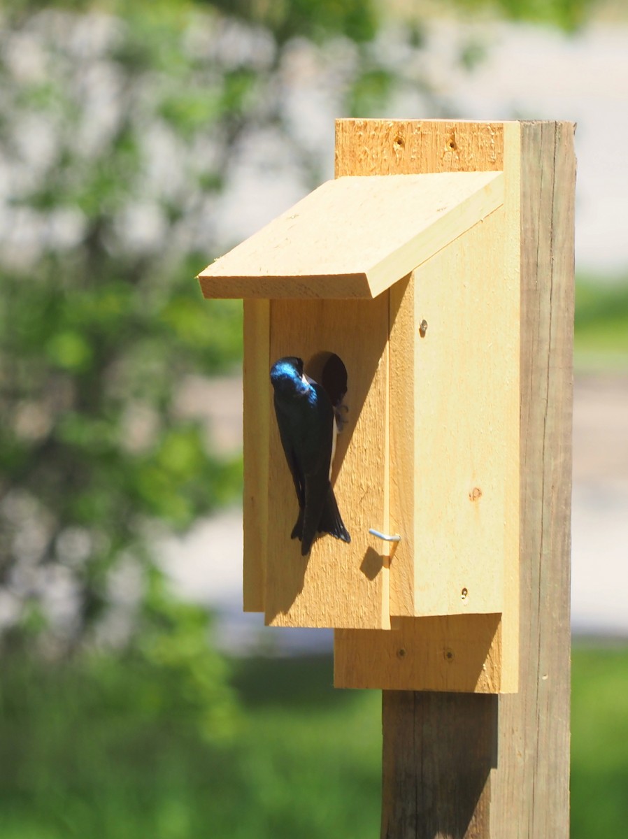 Tree Swallow - ML448161561
