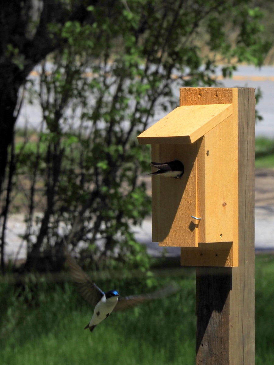 Tree Swallow - ML448161581