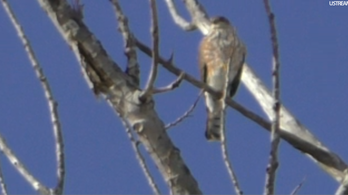 Sharp-shinned Hawk - Ferris Akel