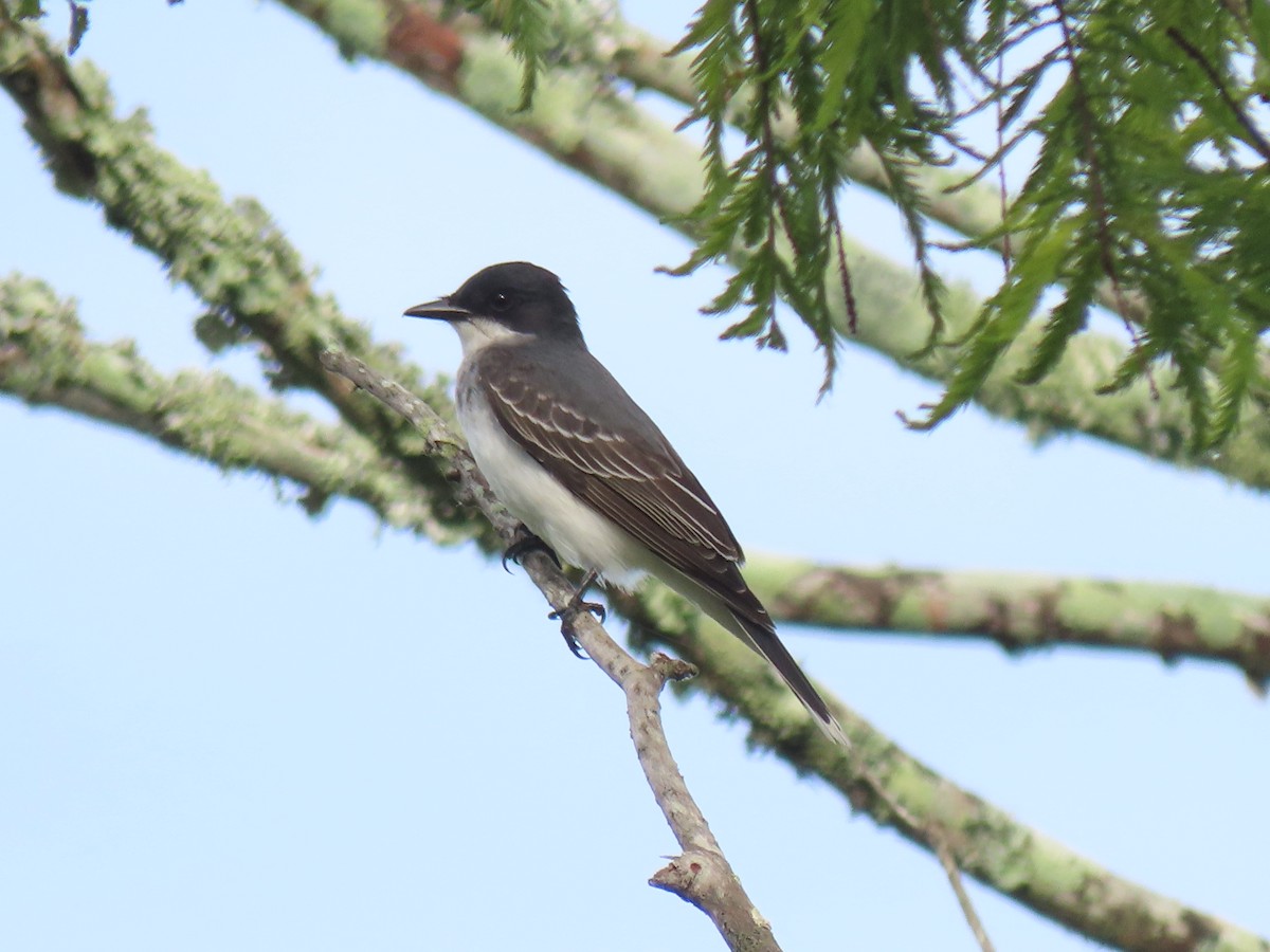 Eastern Kingbird - Dana Bangs