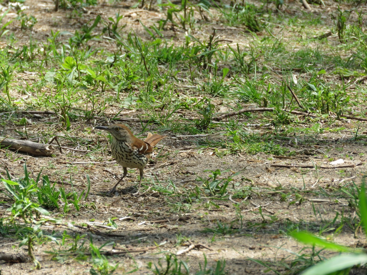 Brown Thrasher - ML448165731