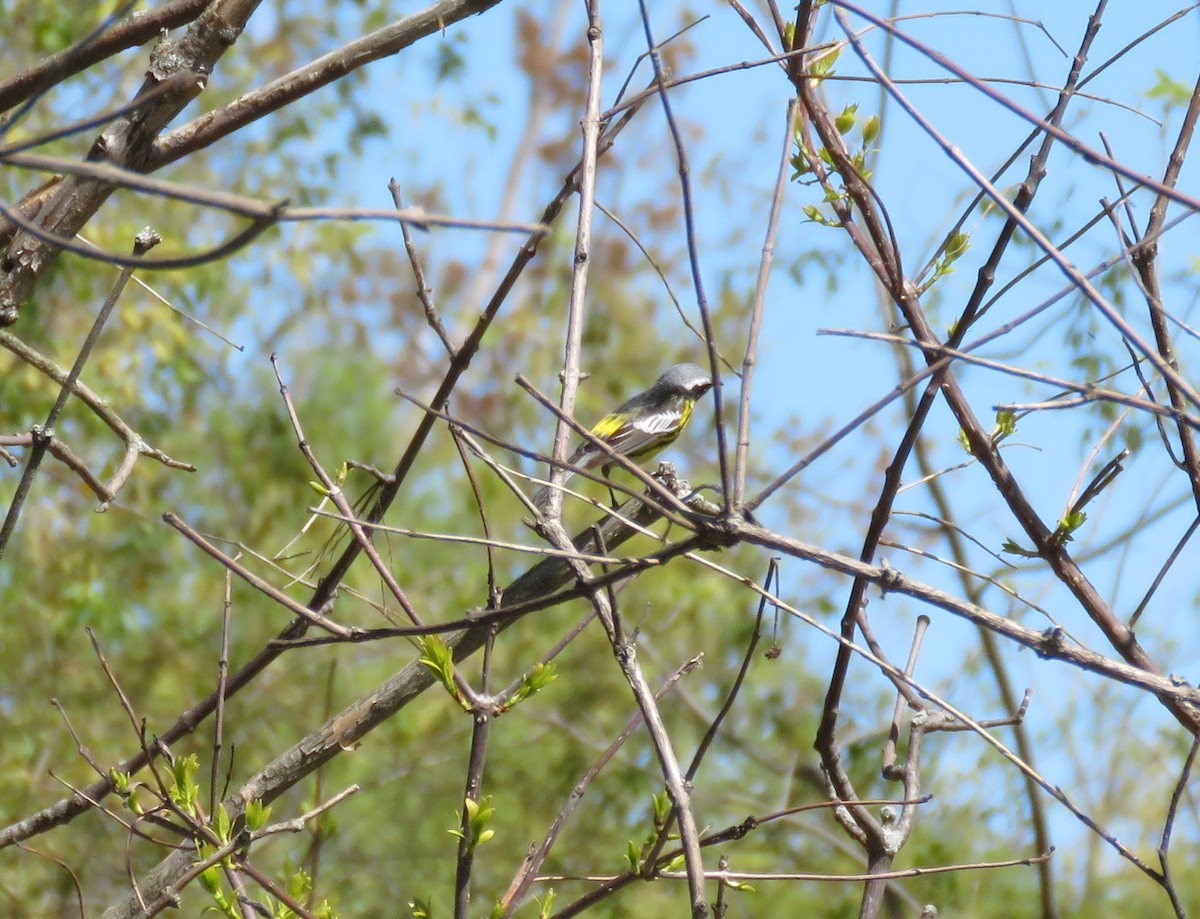 Magnolia Warbler - ML448165871