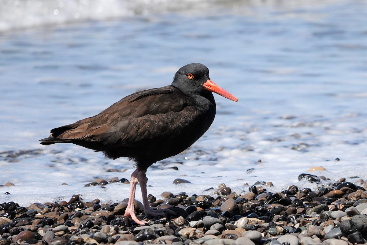 Black Oystercatcher - Cindy Cummings