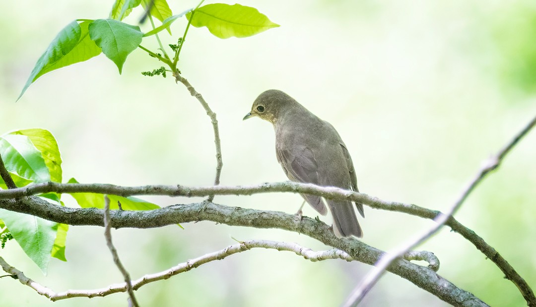 Swainson's Thrush - Eric Dyck