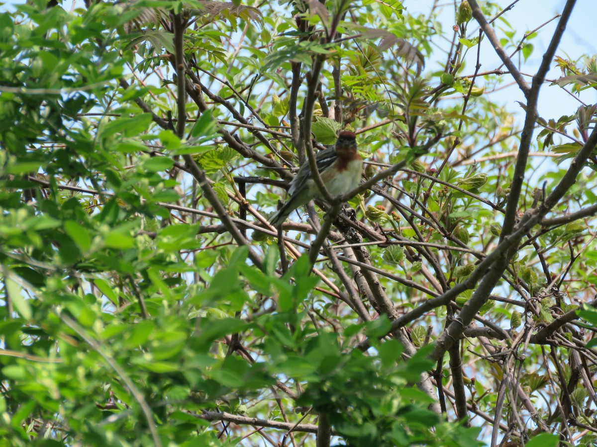 Bay-breasted Warbler - ML448166071