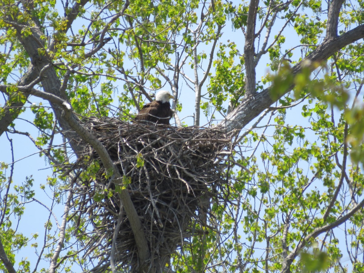 Bald Eagle - ML448166311