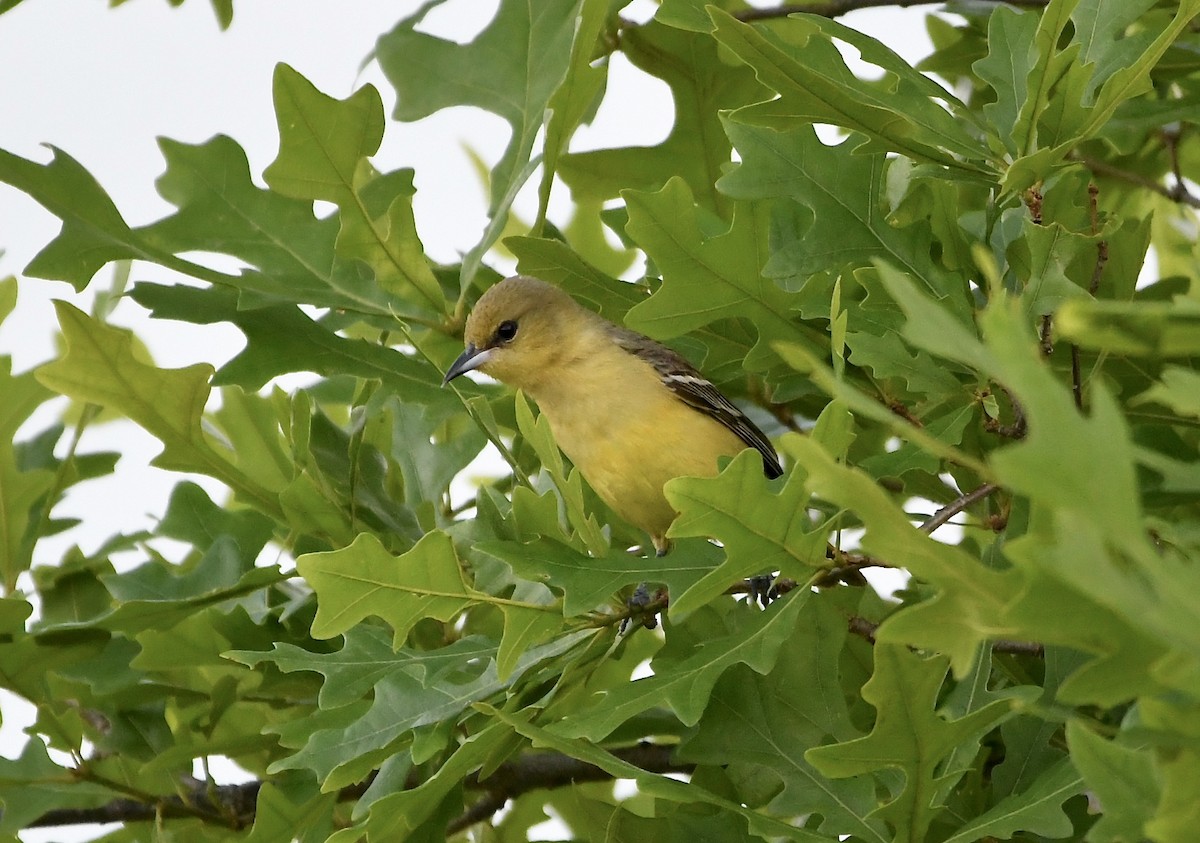 Orchard Oriole - ML448170691