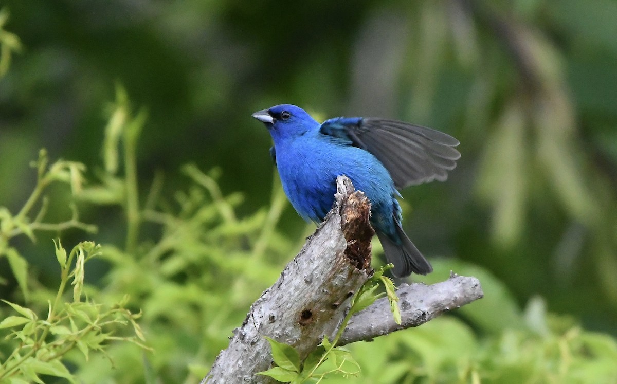 Indigo Bunting - ML448170911