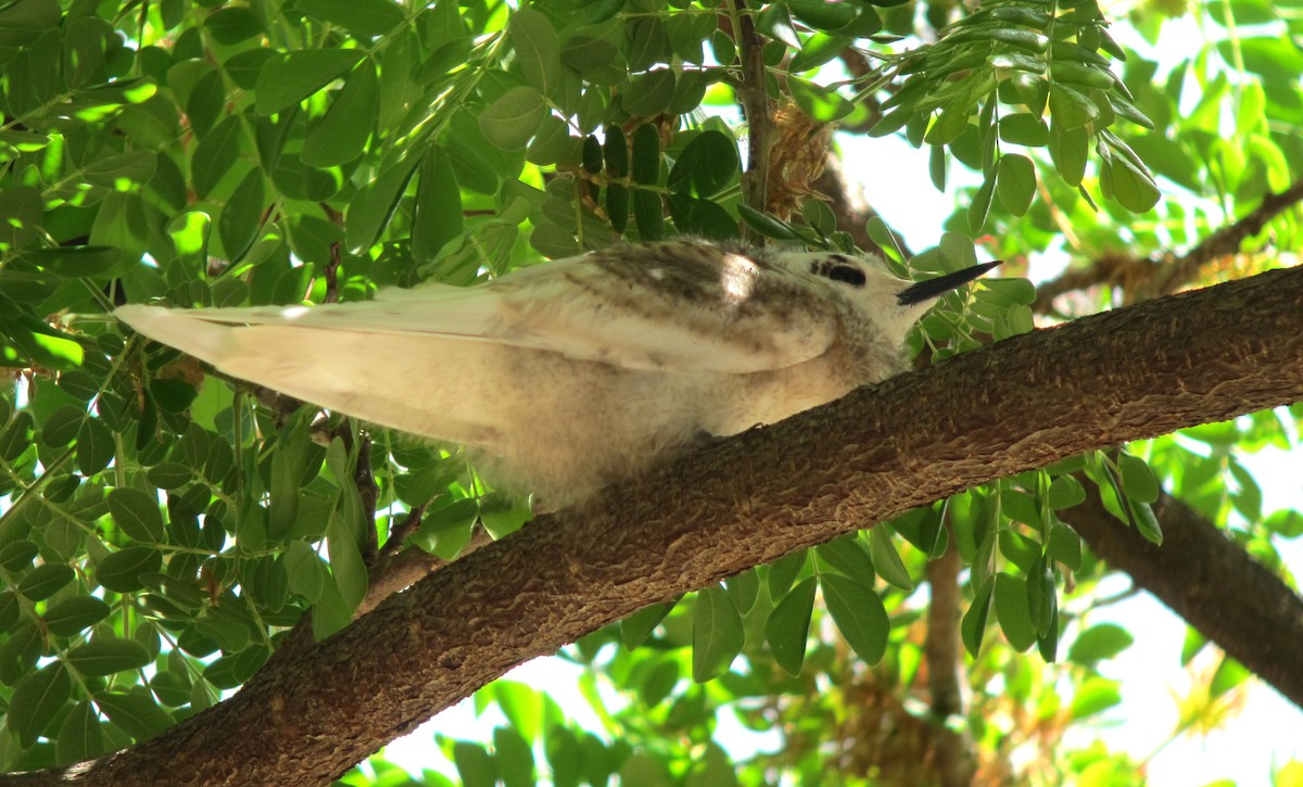 White Tern (Little) - ML448171891