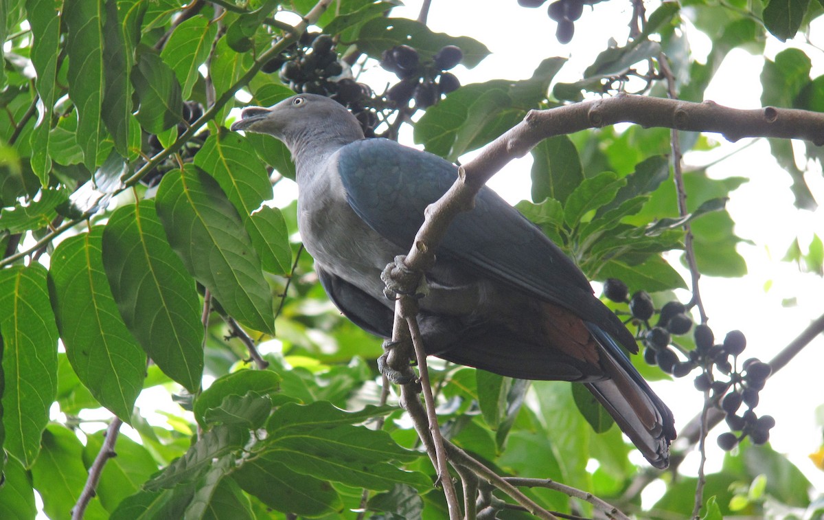 Marquesas Imperial-Pigeon - ML448172351