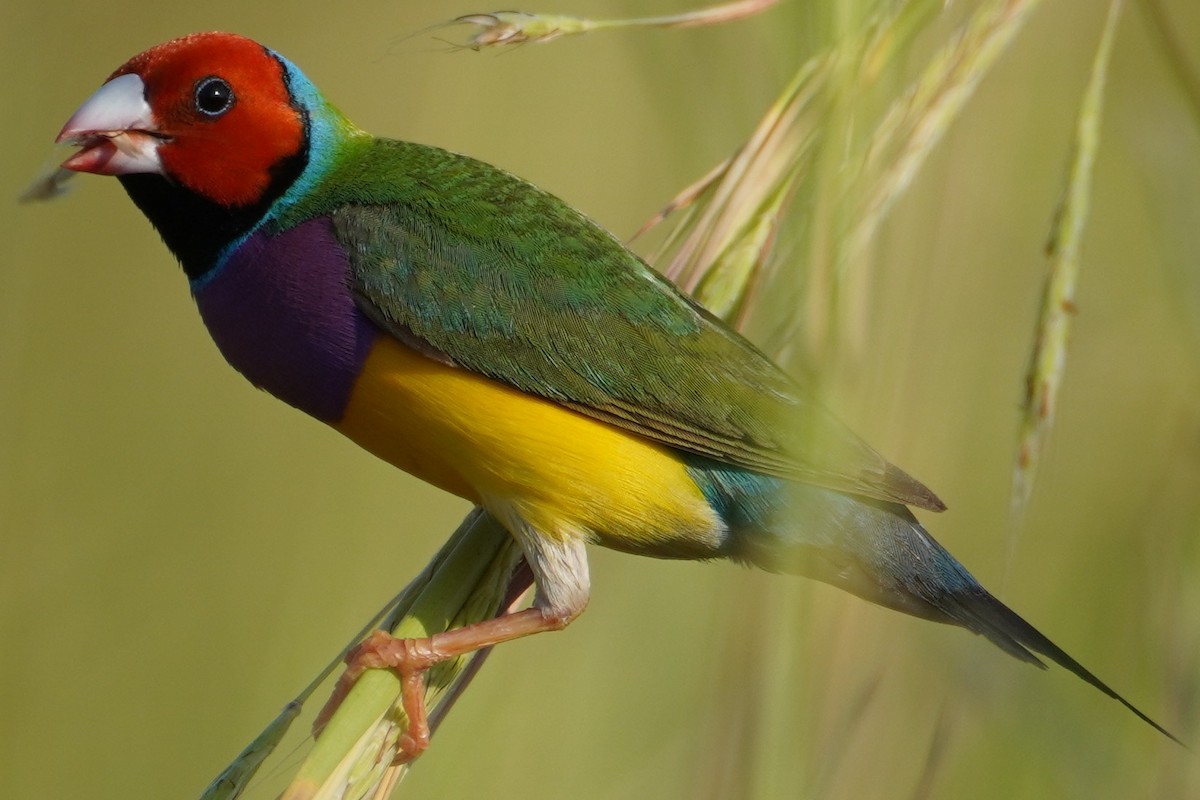 Gouldian Finch - ML448172971