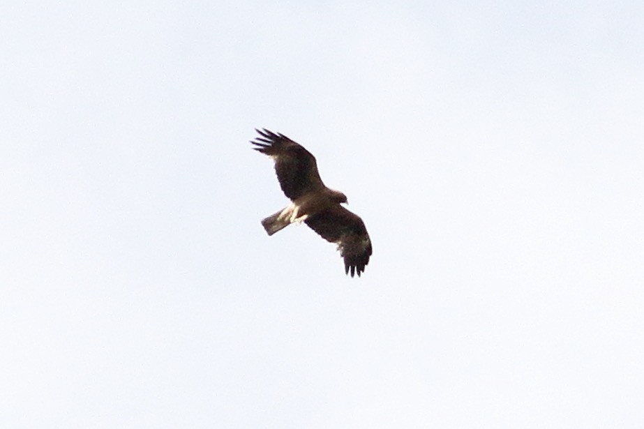 Booted Eagle - ML448175231