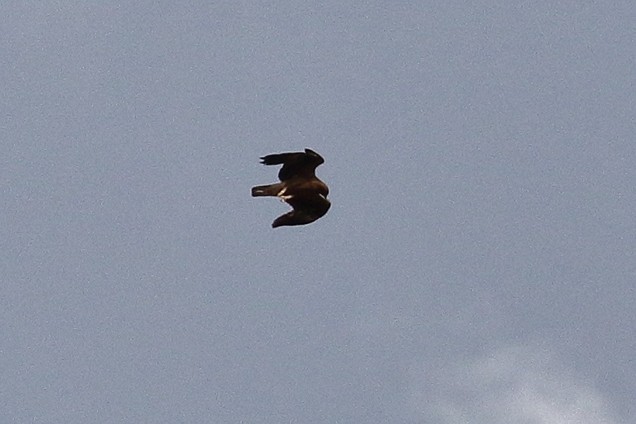 Booted Eagle - ML448175241