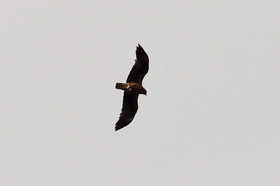 Booted Eagle - ML448175281