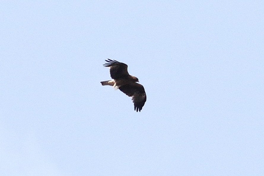 Booted Eagle - ML448175301