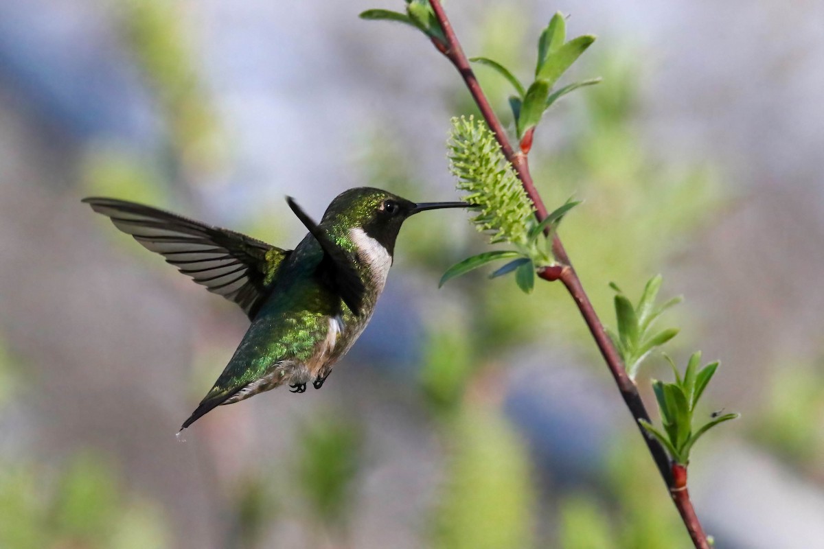 Ruby-throated Hummingbird - Joseph Malott