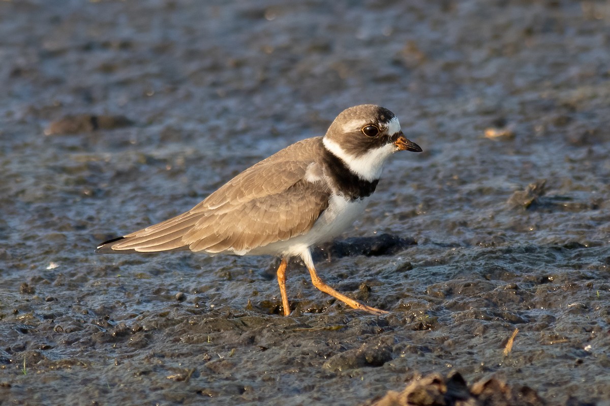 Semipalmated Plover - ML448178411