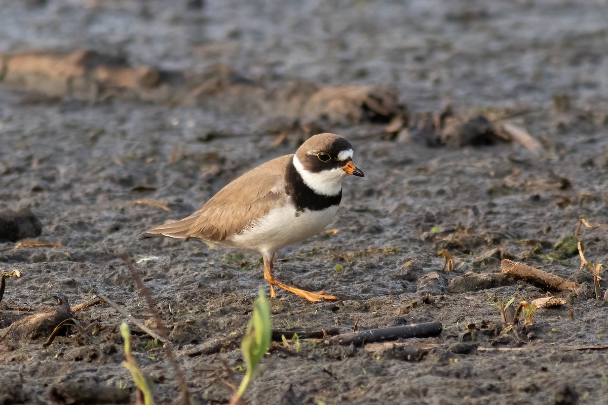 Semipalmated Plover - ML448178421
