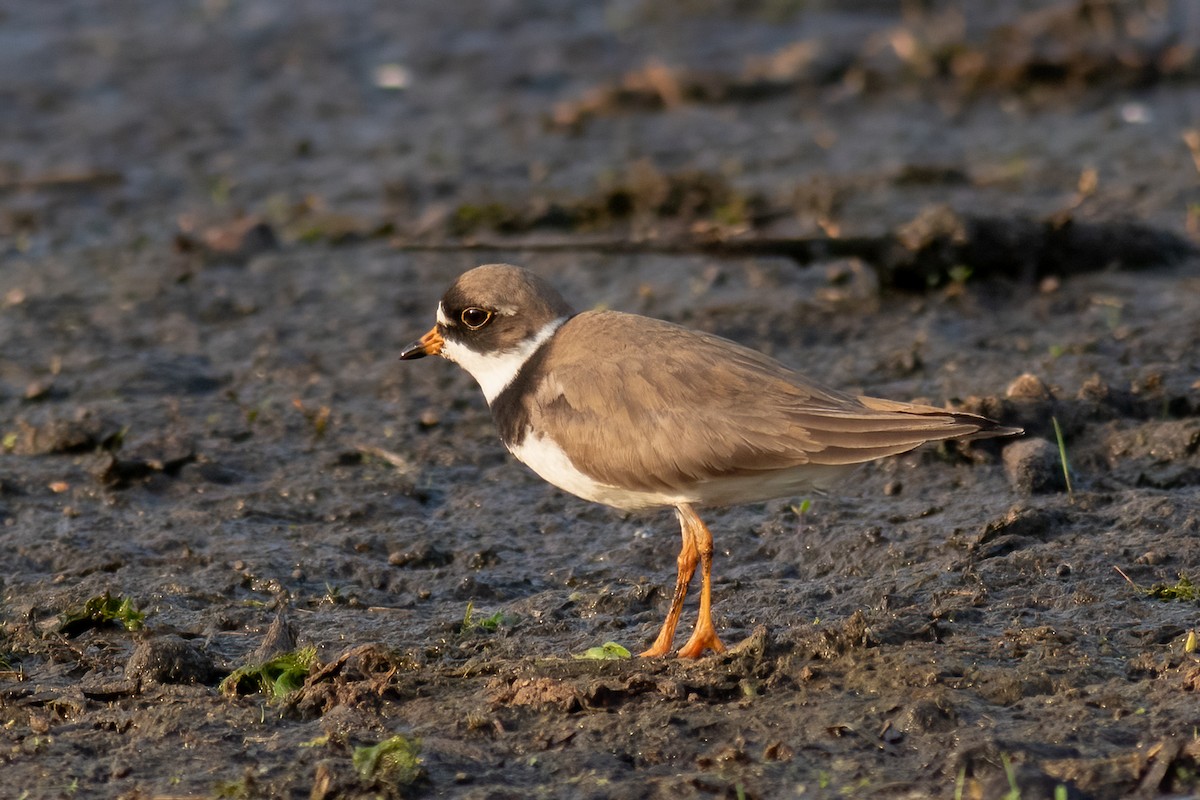 Semipalmated Plover - ML448178441