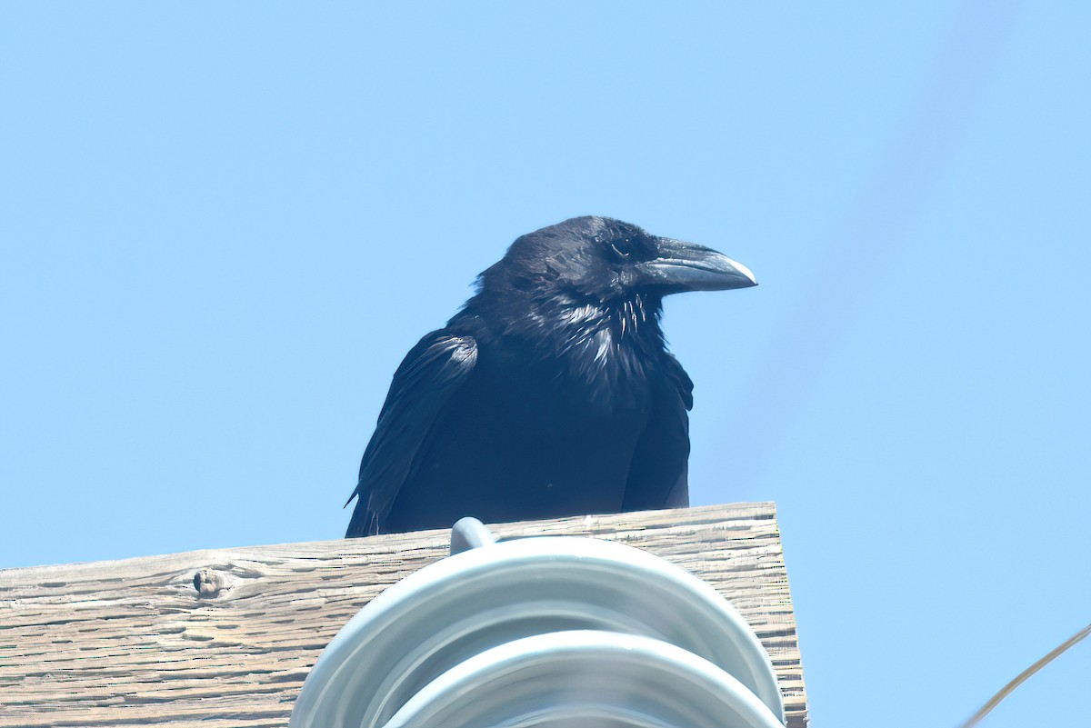 Chihuahuan Raven - ML448179851