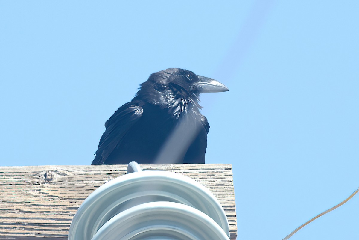 Chihuahuan Raven - ML448179911