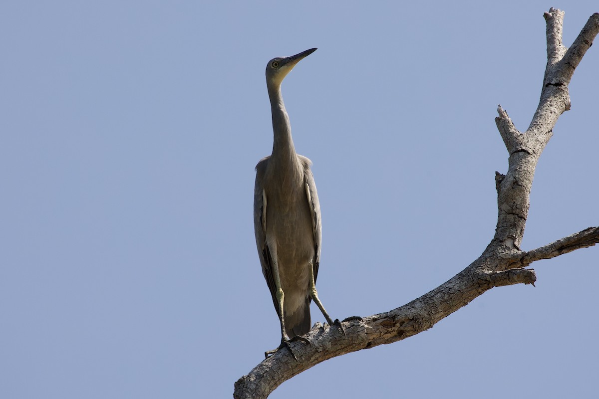 White-faced Heron - ML448180211