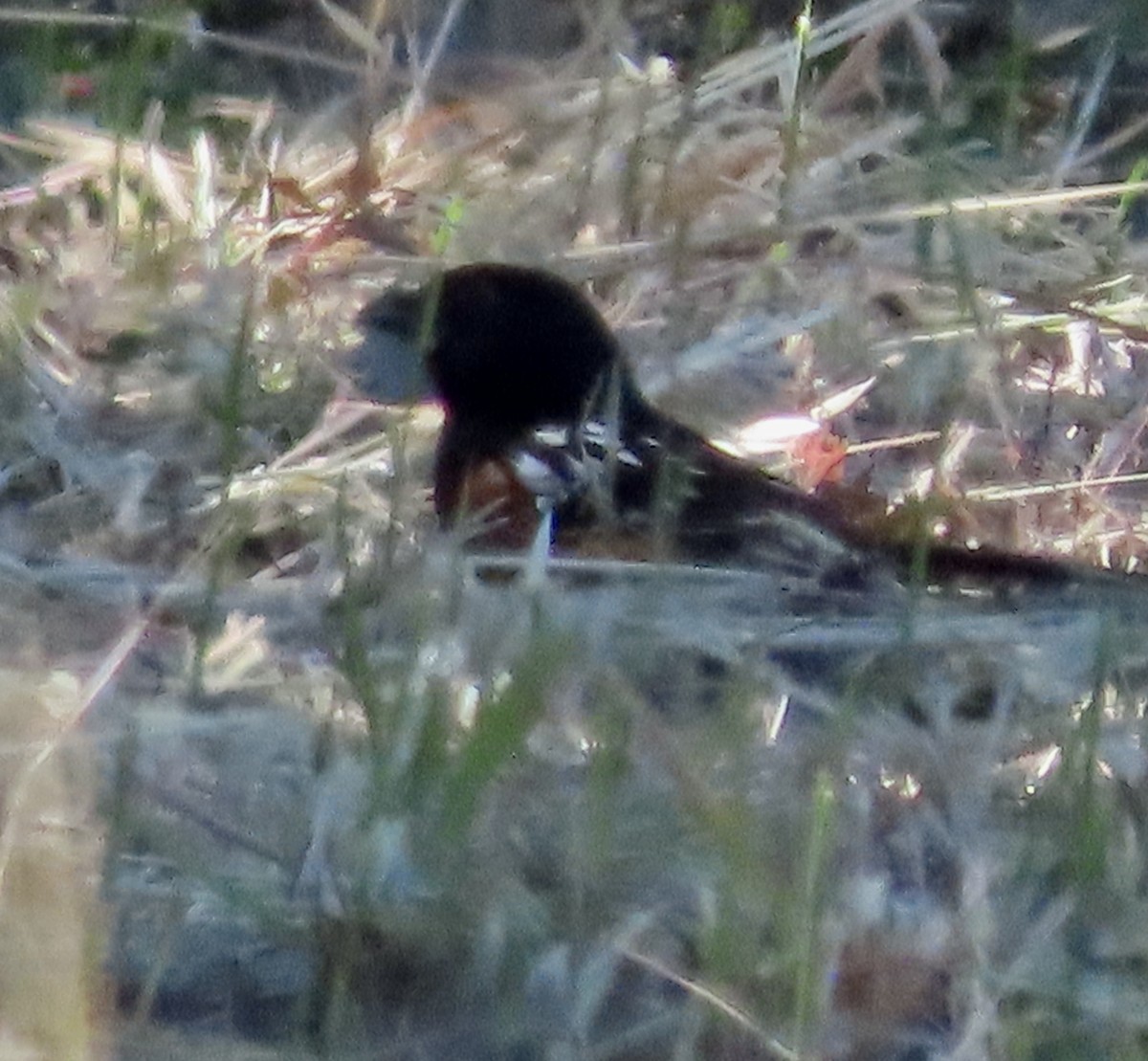 Spotted Towhee - ML448180991