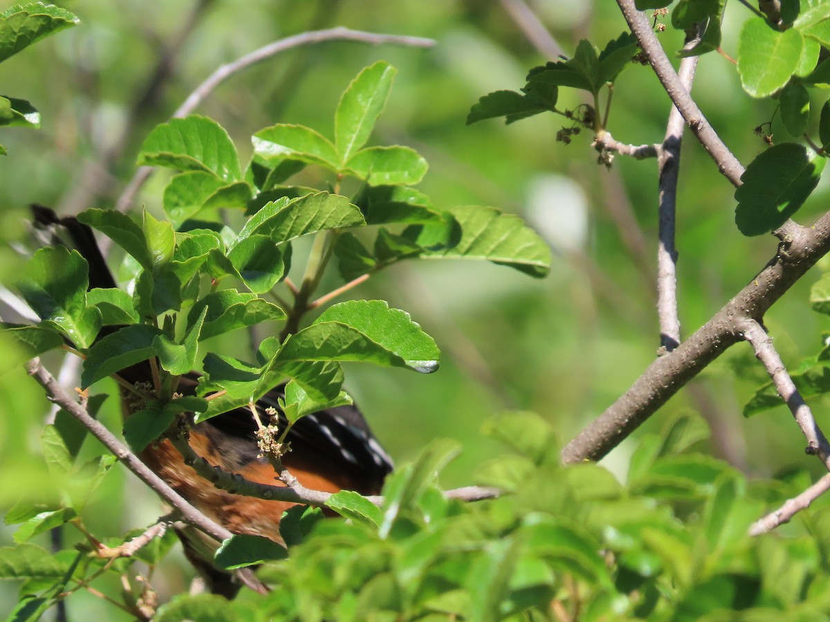 Spotted Towhee - ML448181001