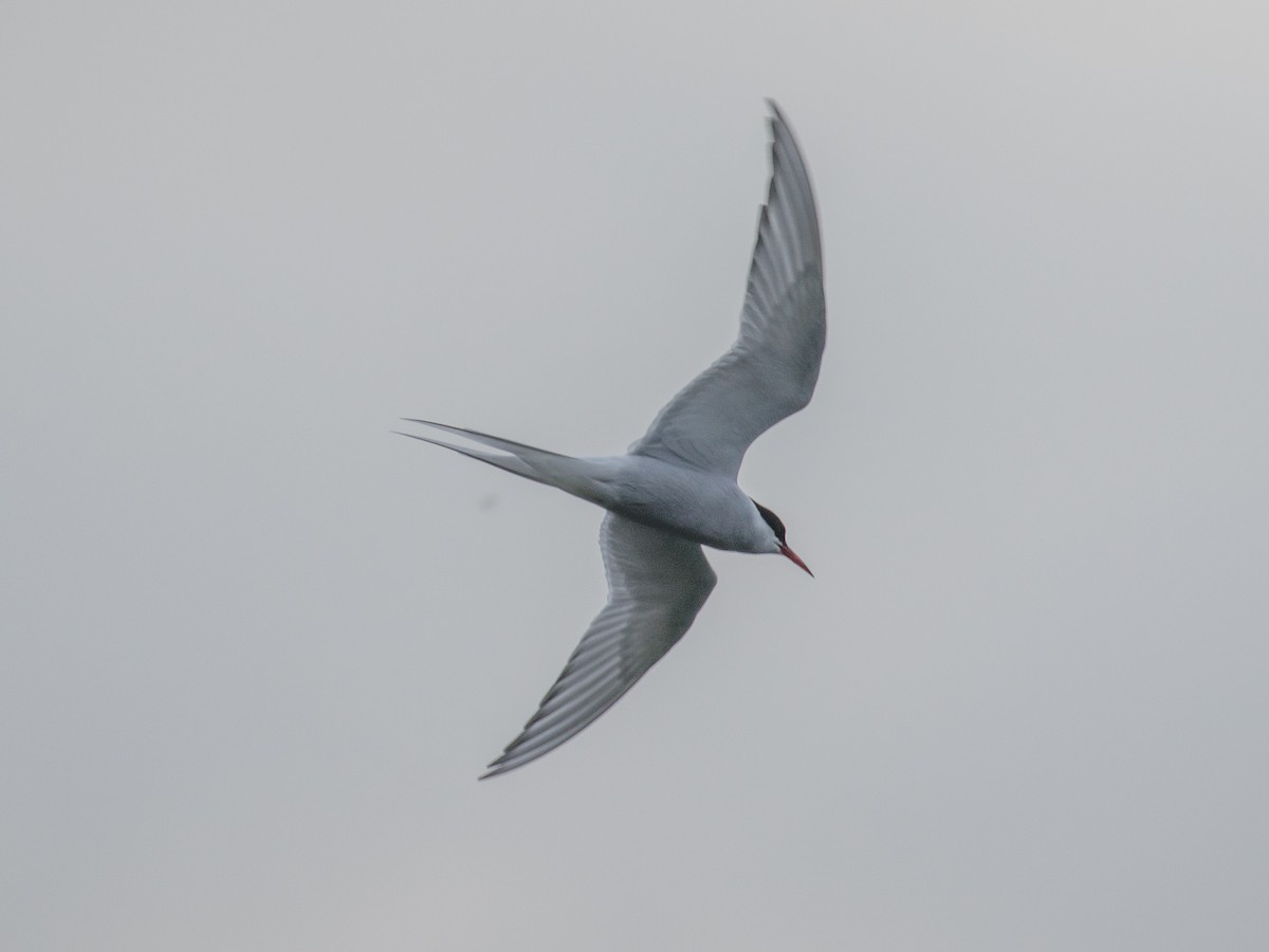 Arctic Tern - Evan Coates