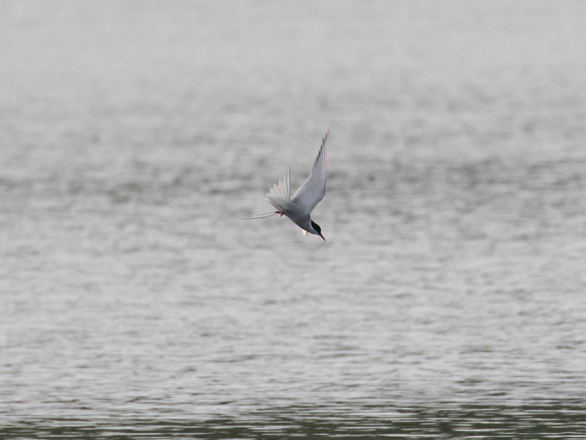 Arctic Tern - Evan Coates