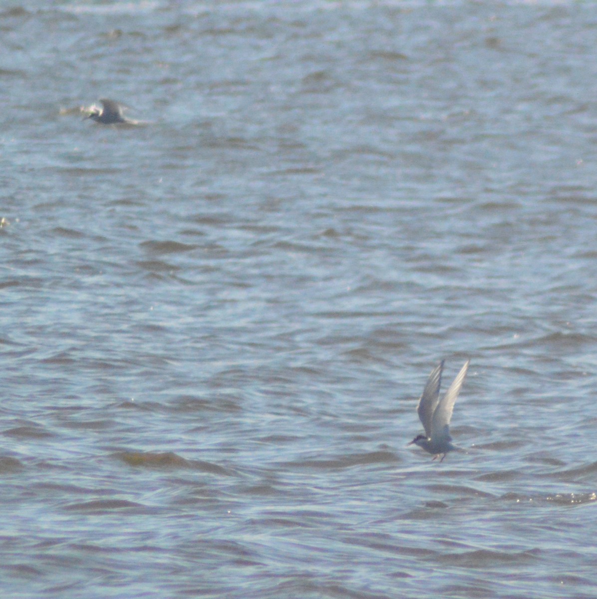 Arctic Tern - ML448182491